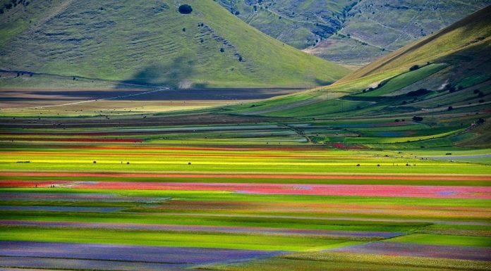 Fioritura di Castelluccio di Norcia - Credits instagram: @antoncino