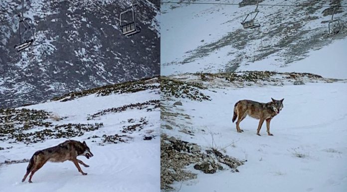 Lupi sulle piste da sci di Ovindoli - Monte Magnola