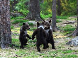 Cuccioli di orso che fanno il girotondo le foto scattate da Valtteri Mulkahainen