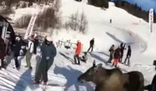 Are, alce invade la pista Jämtland e spaventa gli sciatori
