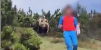 Trentino, orso sbuca da un cespuglio dietro ad un bambino che si salva grazie alla sua calma